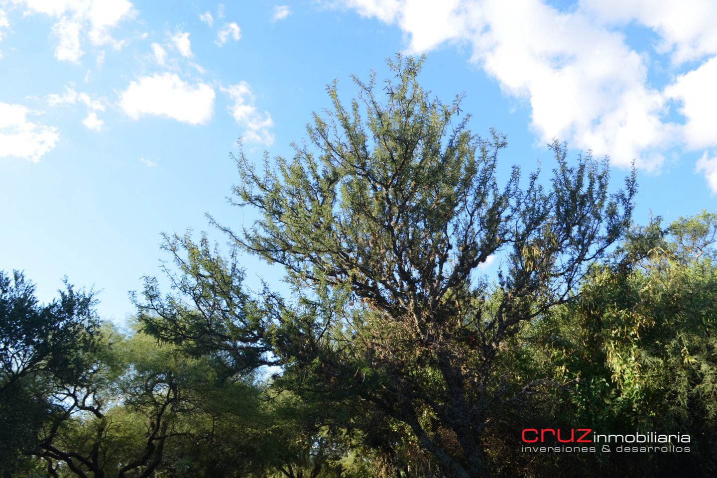 Lote de 643m2 en Carpinteria - imagen 9