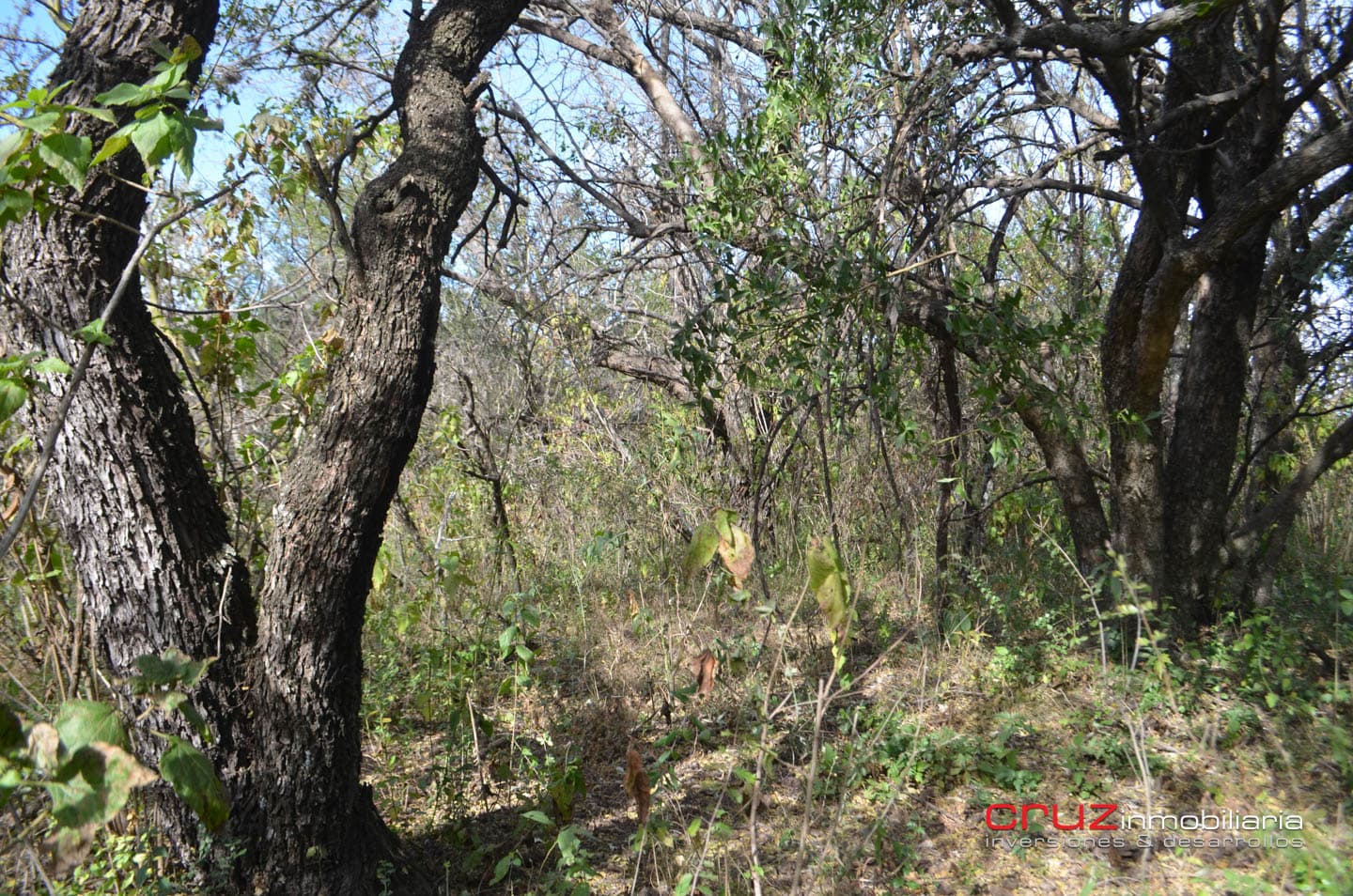 Lote de 4621m2 en Zona Alta de Los Molles - imagen 3