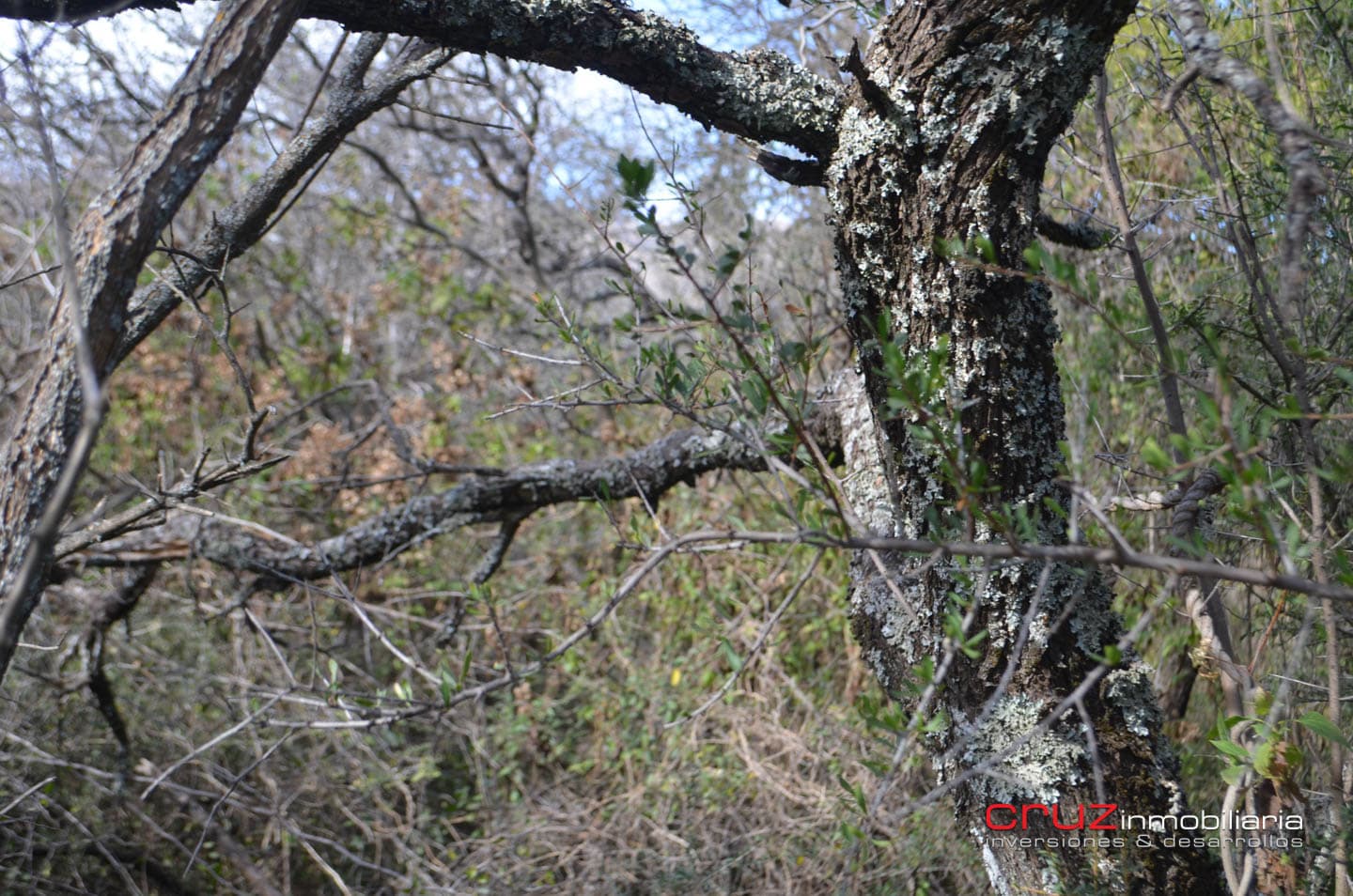 Lote de 4621m2 en Zona Alta de Los Molles - imagen 4