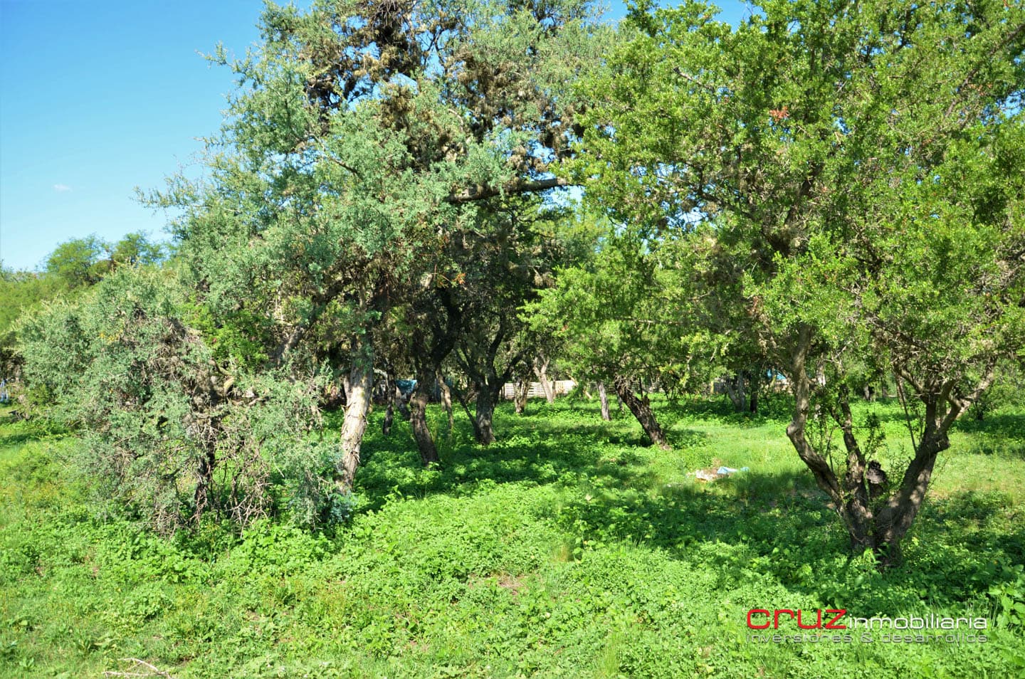 Lote de 1764m2 en Zona Alta de Carpintería - imagen 7