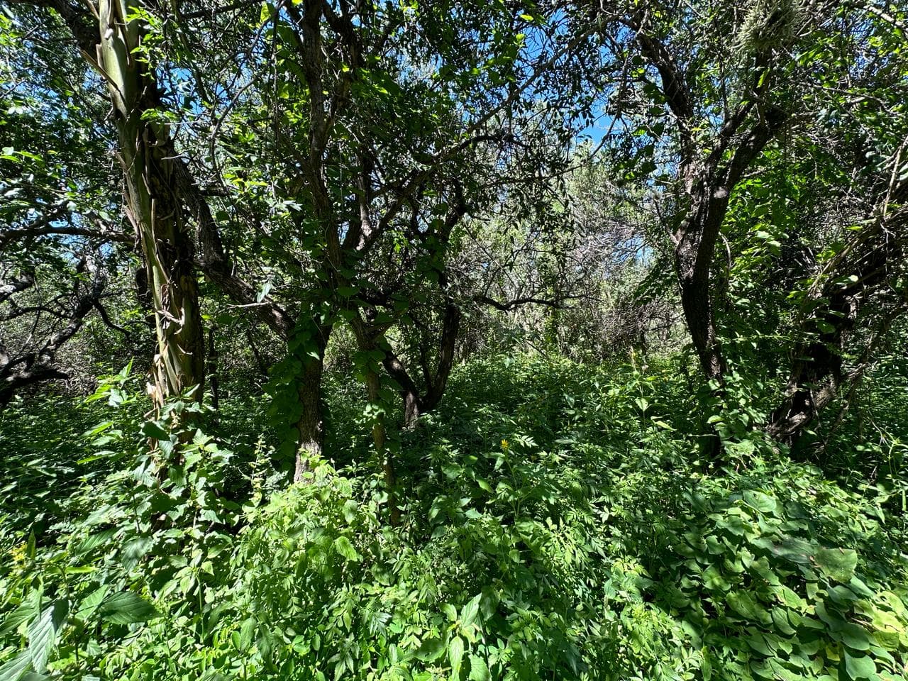 Lote de 2500m2 en Zona Alta de Carpintería - imagen 5