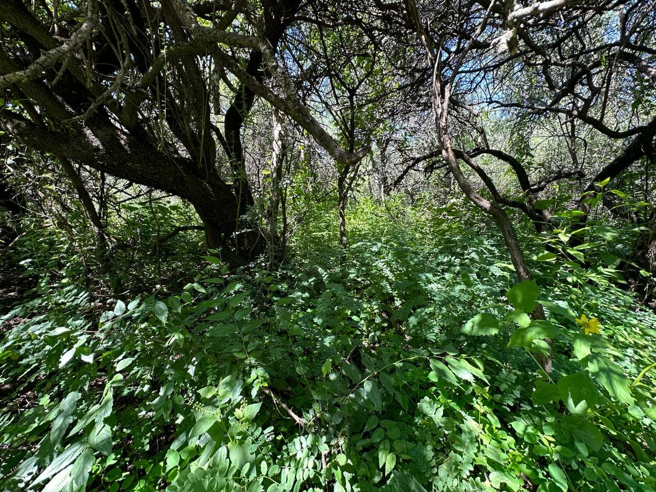 Lote de 2500m2 en Zona Alta de Carpintería - imagen 8