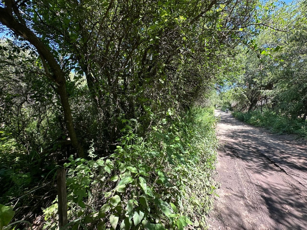 Lote de 2500m2 en Zona Alta de Carpintería - imagen 3