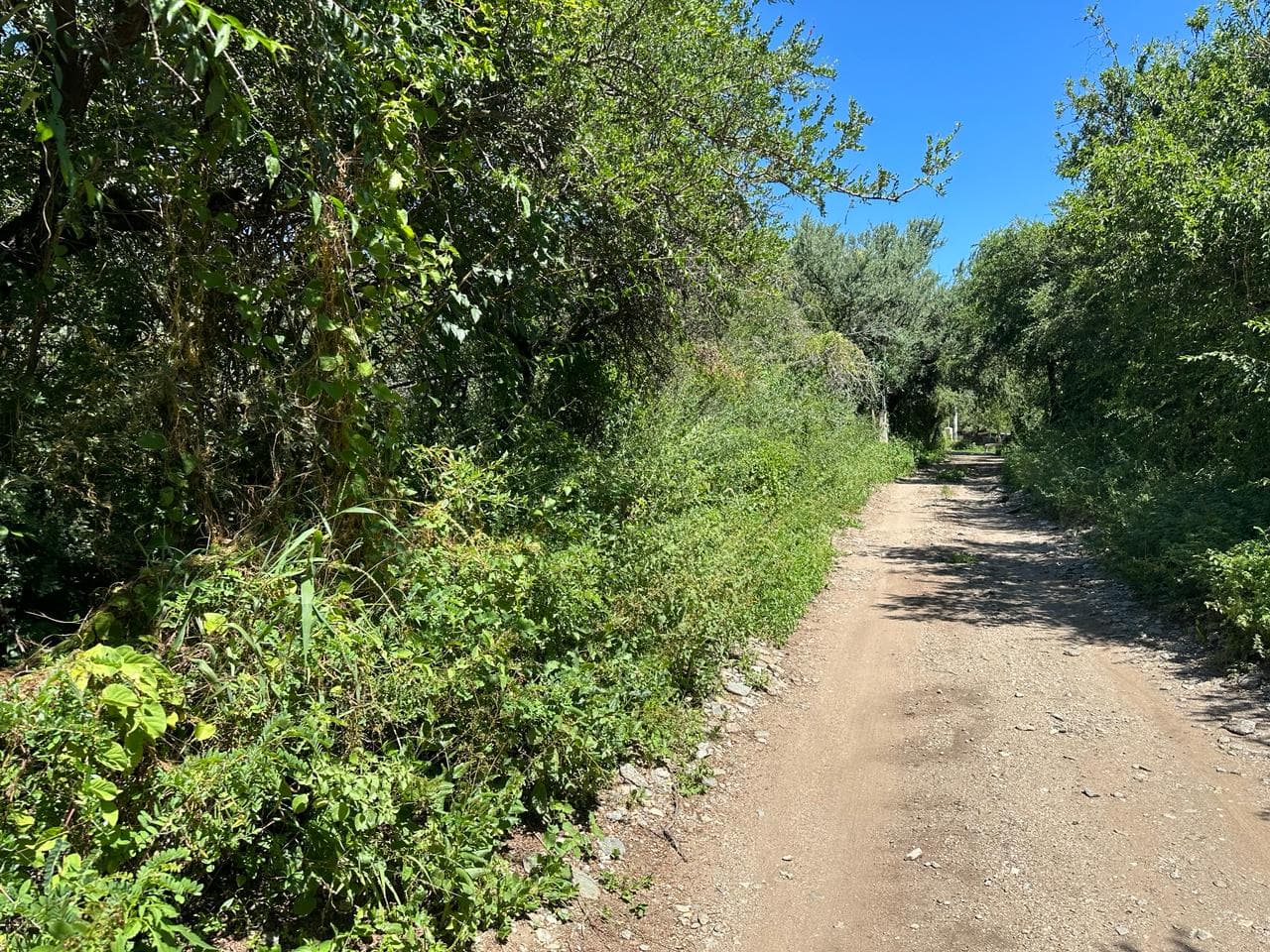 Lote de 2500m2 en Zona Alta de Carpintería - imagen 9