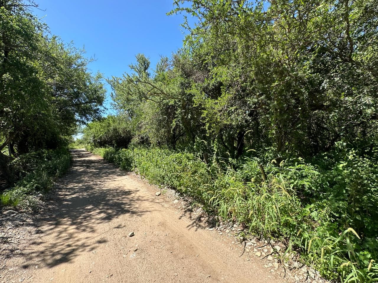 Lote de 2500m2 en Zona Alta de Carpintería - imagen 10