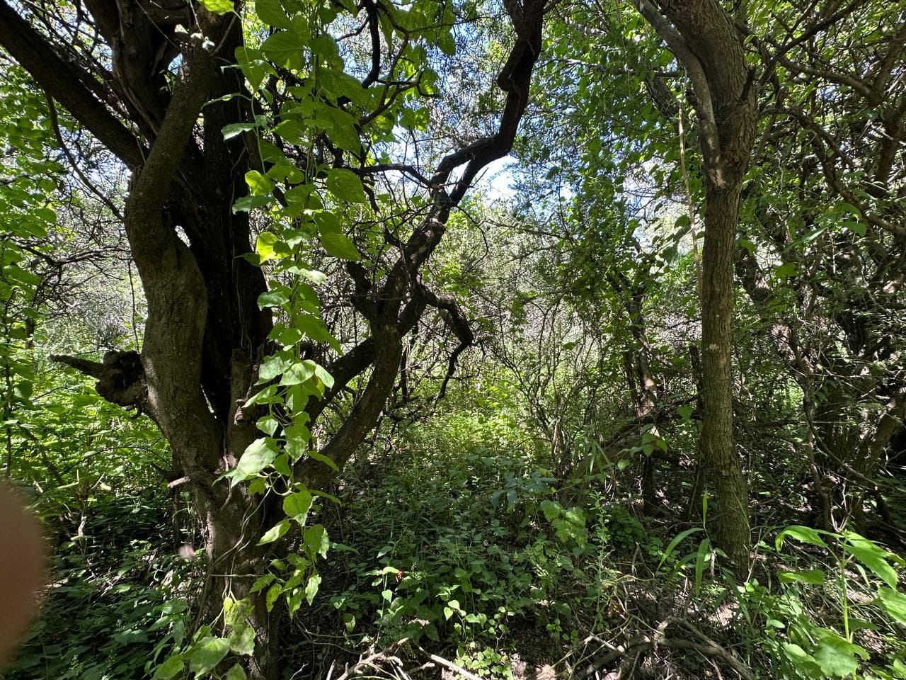 Lote de 2500m2 en Zona Alta de Carpintería - imagen 4