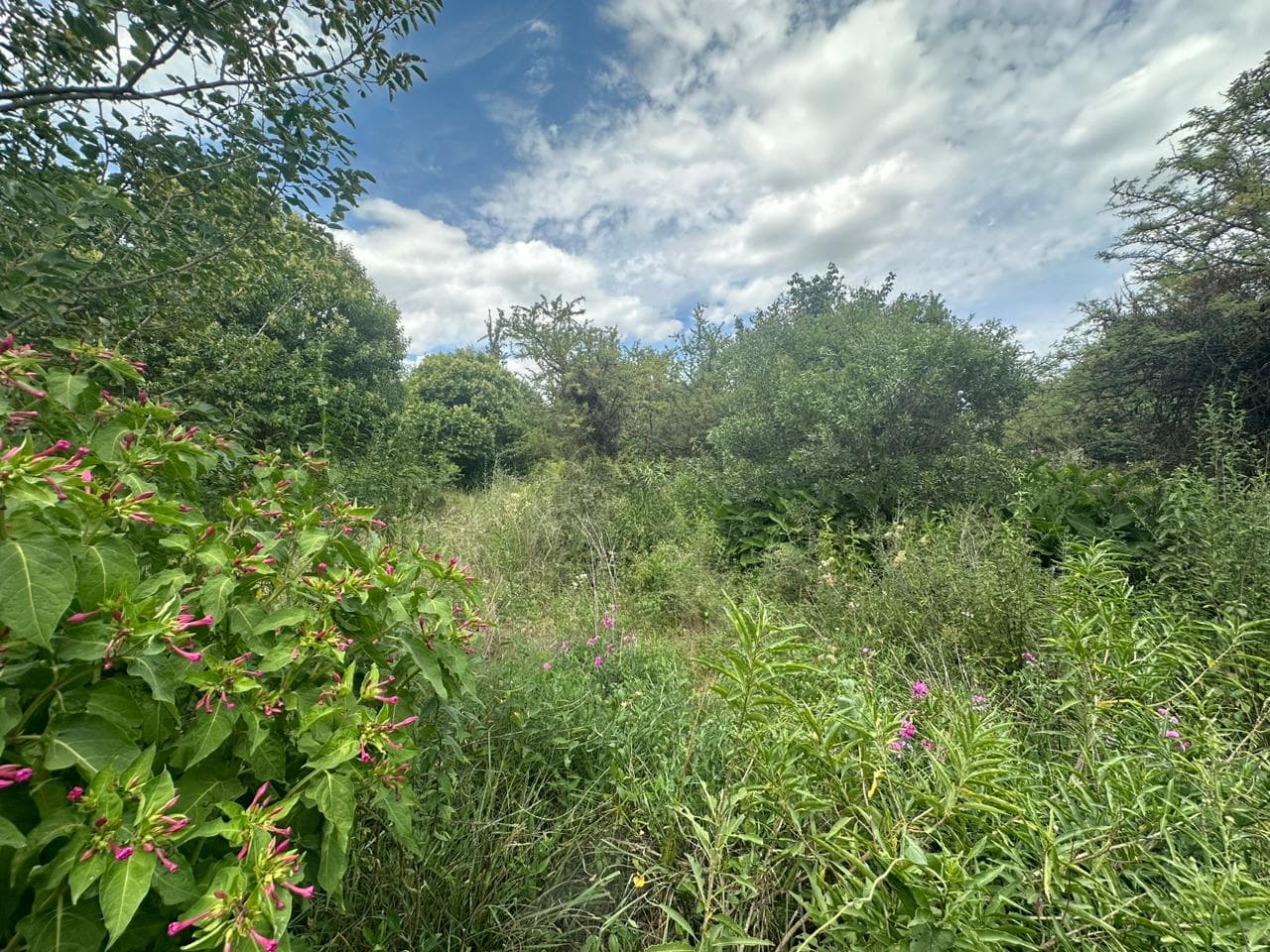 Lote de 1593m2 en Cerro de Oro - imagen 13