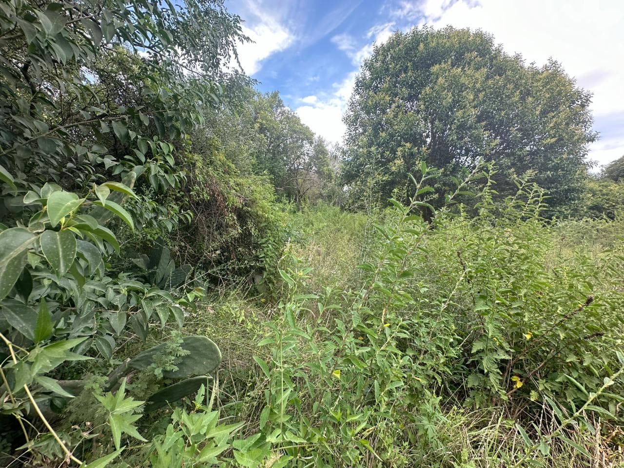 Lote de 1593m2 en Cerro de Oro - imagen 12