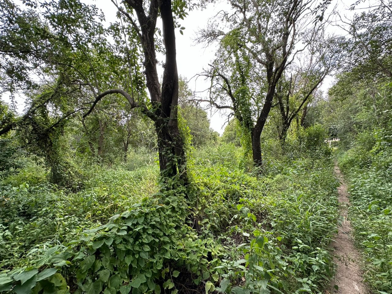 Lote de 1593m2 en Cerro de Oro - imagen 5