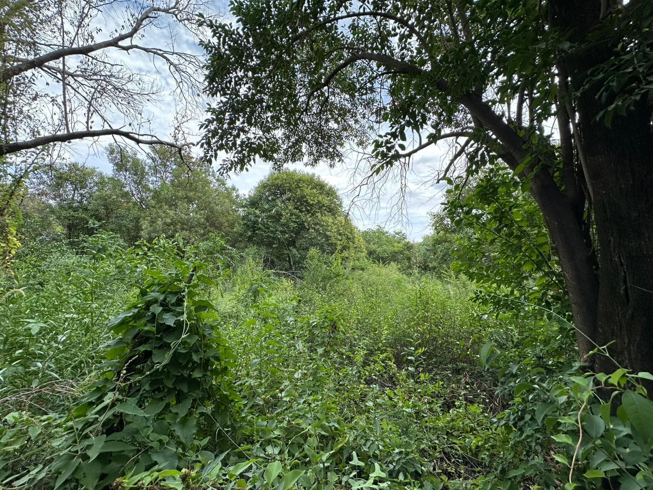 Lote de 1593m2 en Cerro de Oro - imagen 3