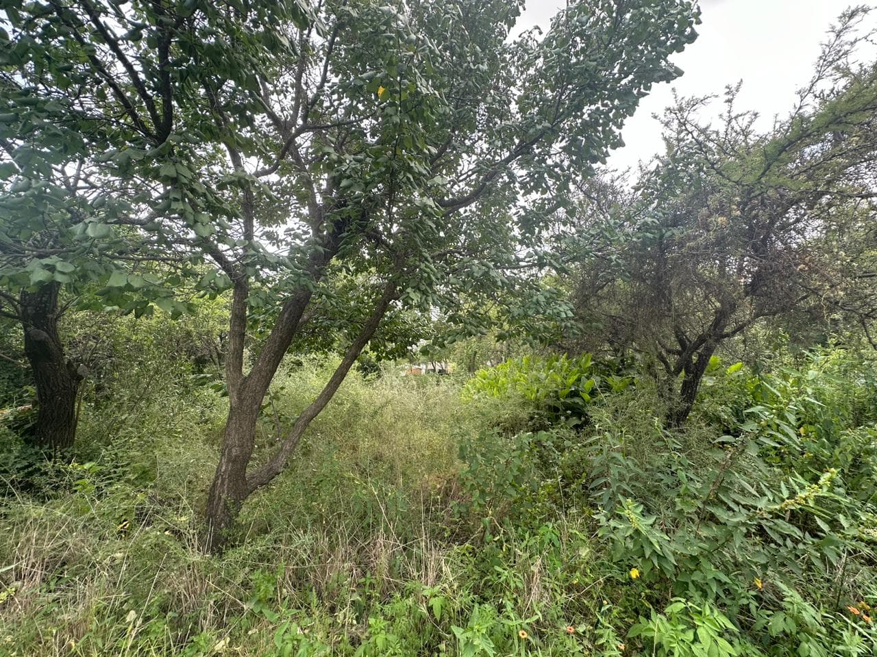 Lote de 1593m2 en Cerro de Oro - imagen 9