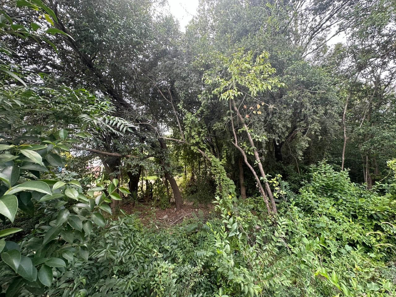 Lote de 1593m2 en Cerro de Oro - imagen 8