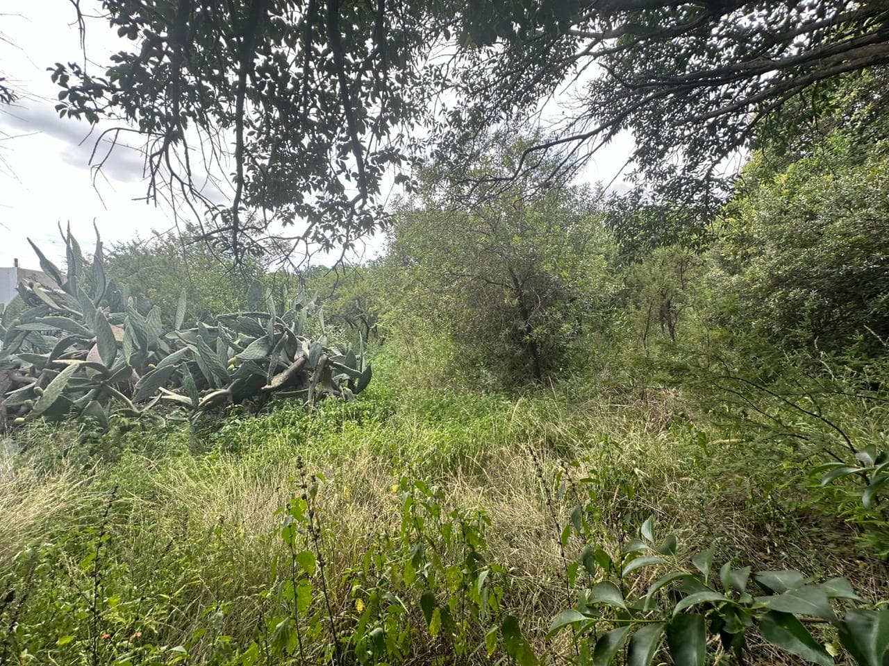 Lote de 1593m2 en Cerro de Oro - imagen 6