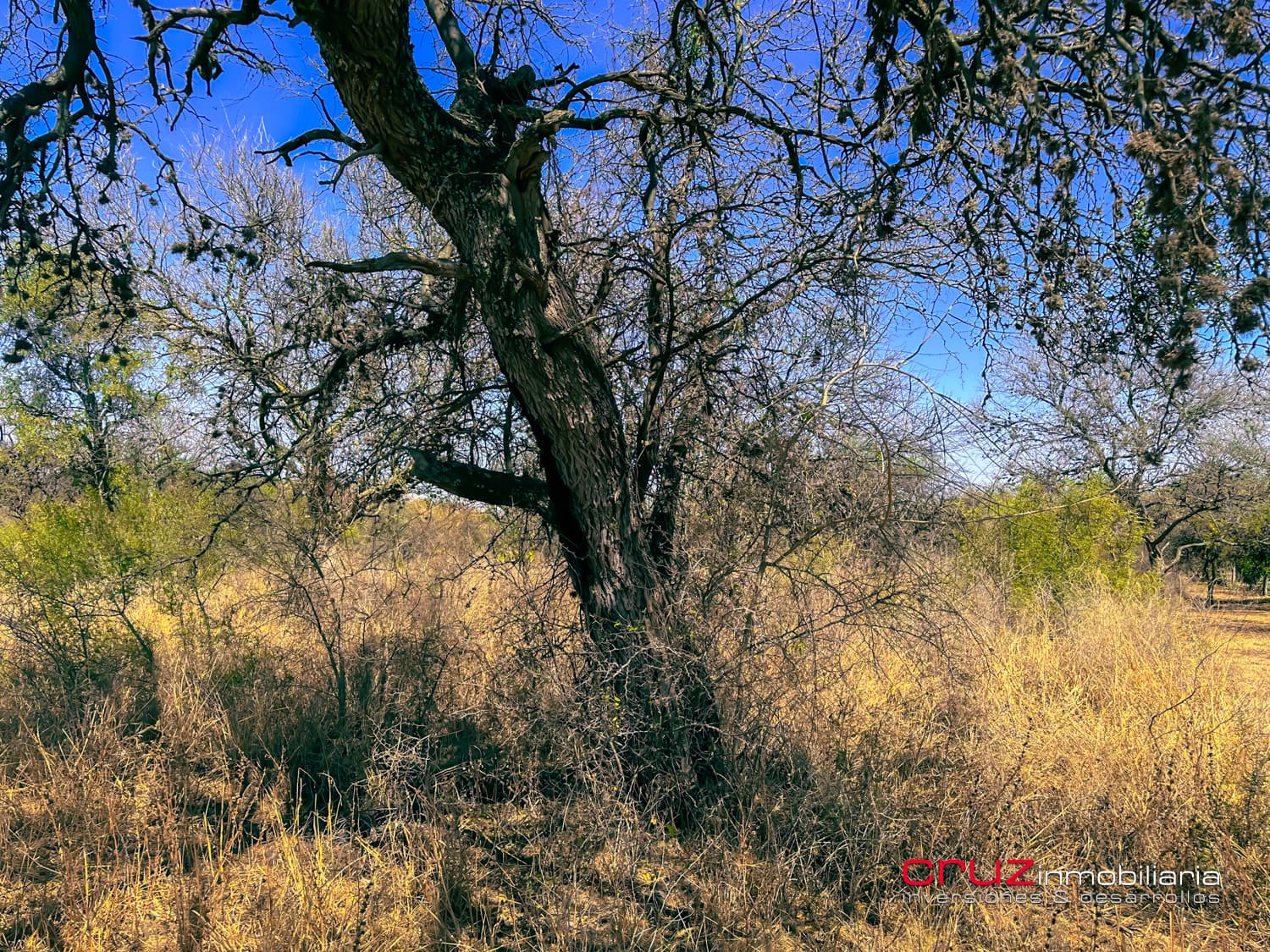 Lote de 2.460m2 en Altos de Carpintería - imagen 4