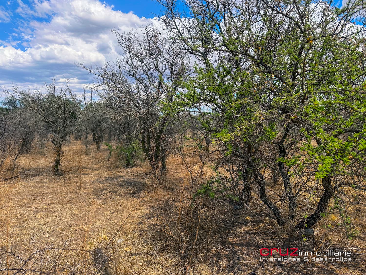 Lote de 2.519m2 en Carpintería - imagen 4