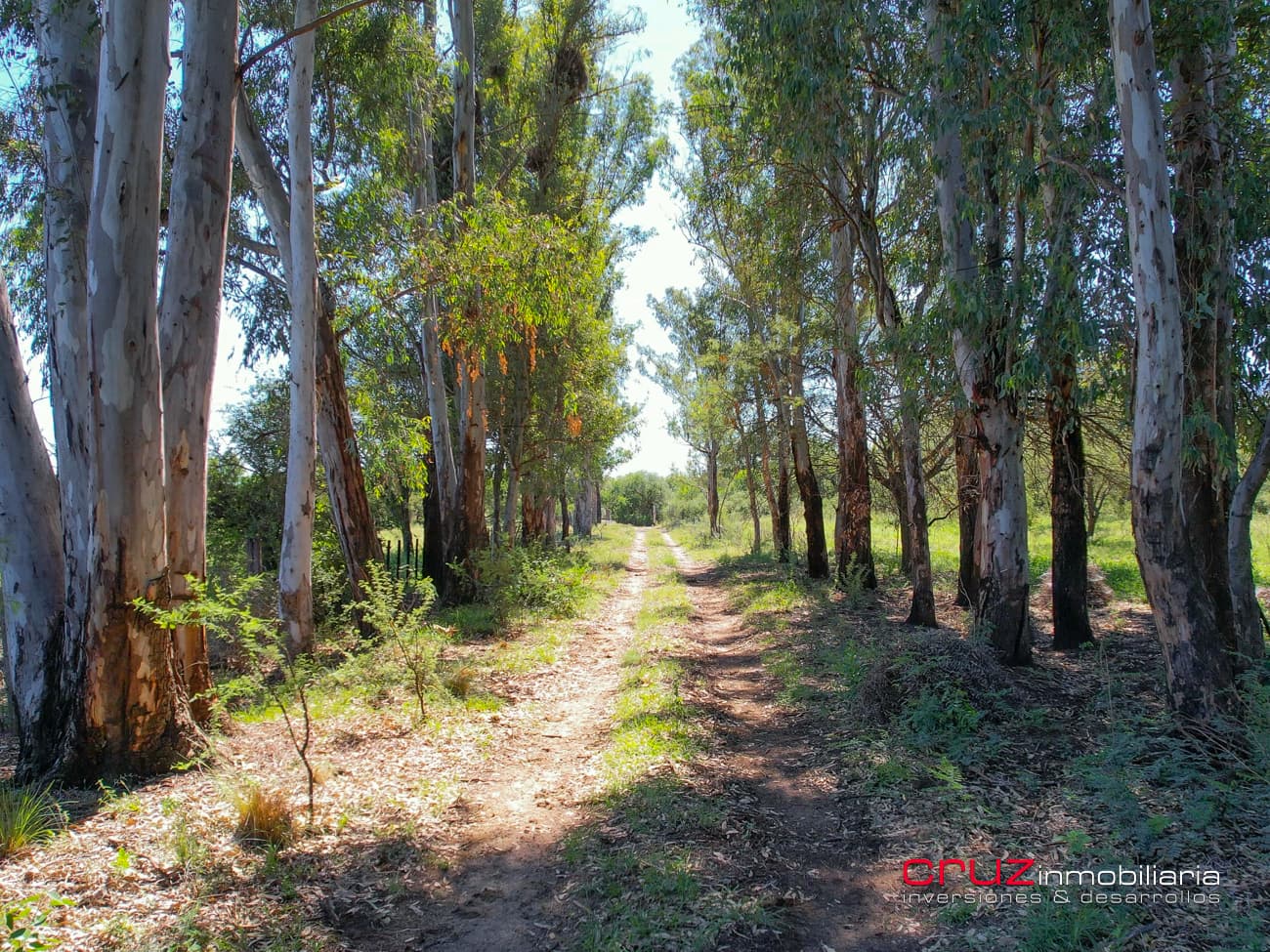 Campo de 29 Hectáreas en Villa de Merlo - imagen 8