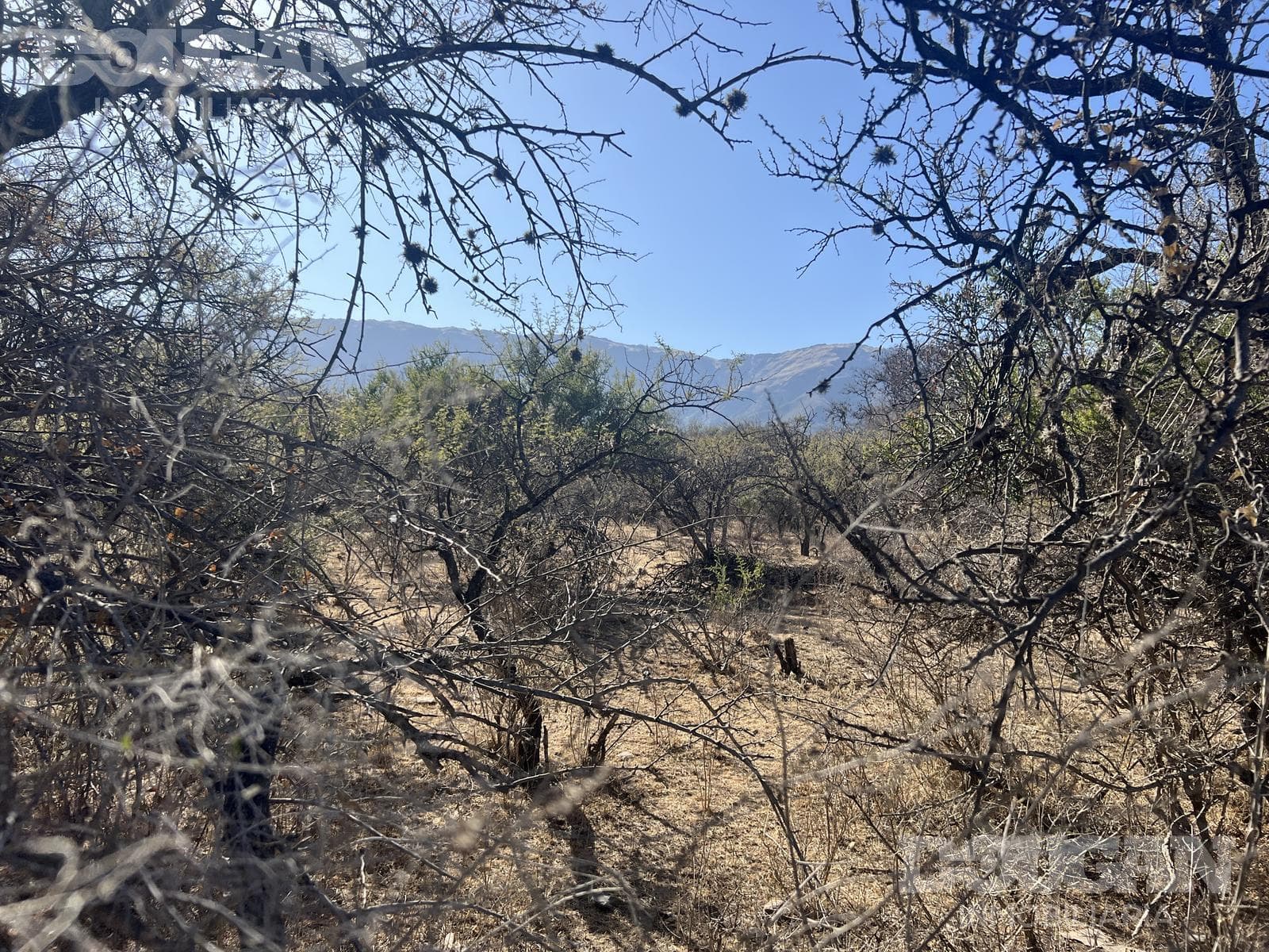 Terreno en Venta en Cerro de Oro - Avenida Pepe Mercau - imagen 5